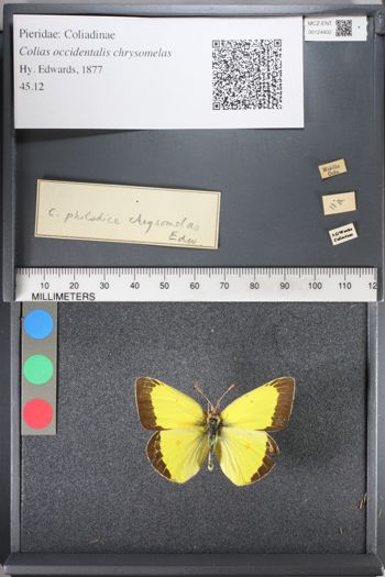 Media type: image;   Entomology 124402